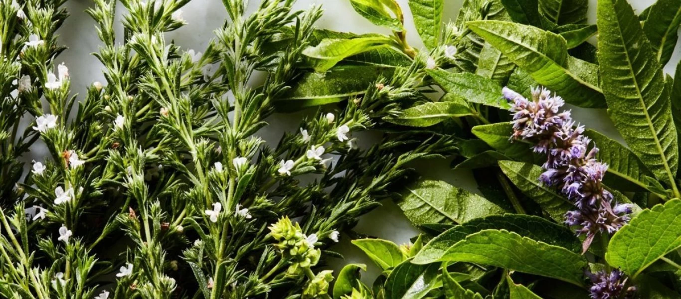 Το βότανο του Ιπποκράτη που ανακουφίζει από τον πόνο καλύτερα και από παυσίπονο!